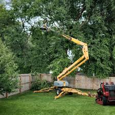 Best Tree Disease Treatment  in Sunnyvale, CA