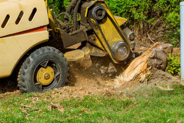 Best Seasonal Cleanup (Spring/Fall)  in Sunnyvale, CA