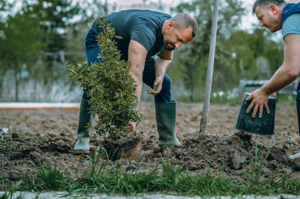 Best Storm Damage Tree Cleanup  in Sunnyvale, CA