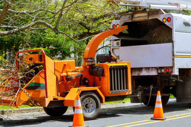 Best Fruit Tree Pruning  in Sunnyvale, CA