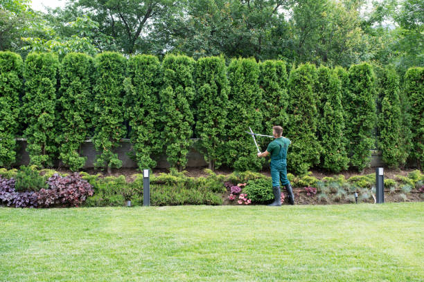 Best Pest Control for Lawns  in Sunnyvale, CA