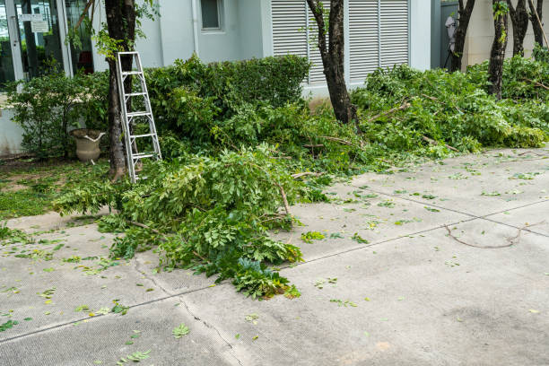 Best Palm Tree Trimming  in Sunnyvale, CA