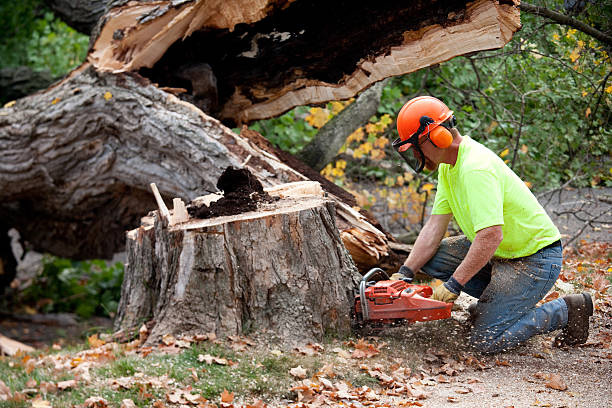 Best Tree Mulching  in Sunnyvale, CA