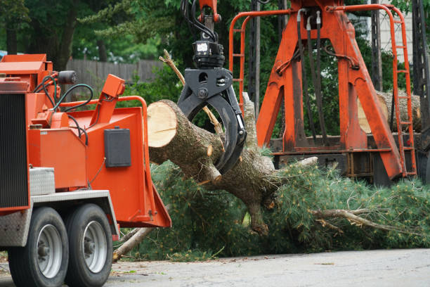 Best Emergency Tree Removal  in Sunnyvale, CA