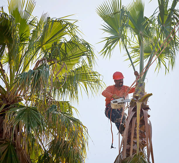 Best Leaf Removal  in Sunnyvale, CA