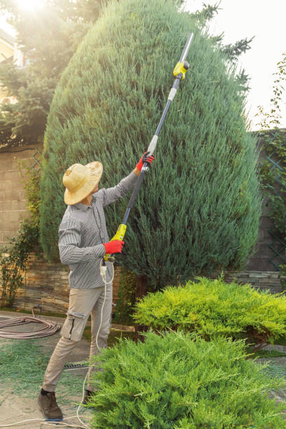 Leaf Removal in Sunnyvale, CA